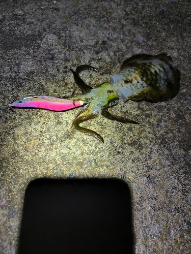 舞鶴湾