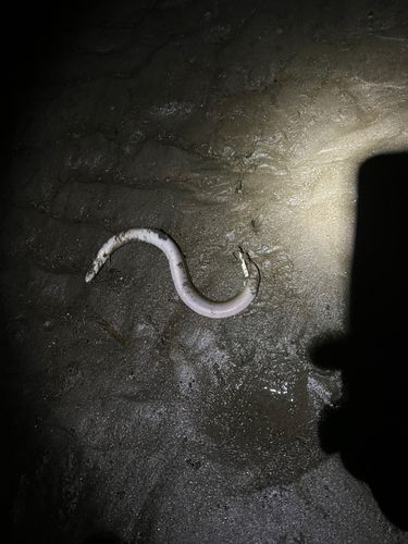 ウナギの釣果