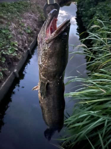 ライギョの釣果