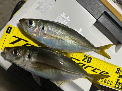 マアジの釣果