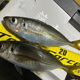 マアジ