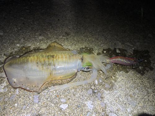 津久見湾