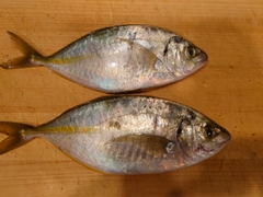 シマアジの釣果