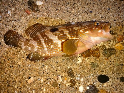 アコウの釣果