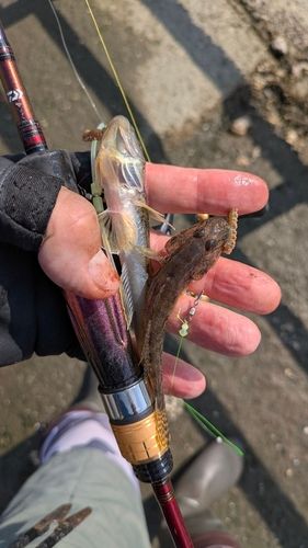マハゼの釣果