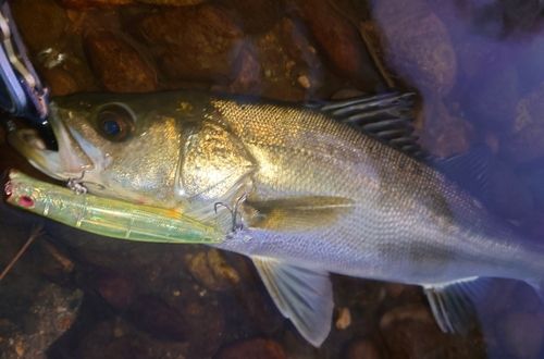 シーバスの釣果