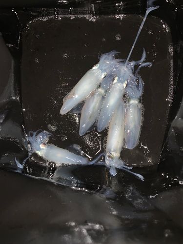 マメイカの釣果