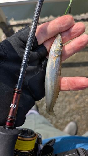 シロギスの釣果