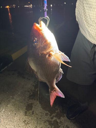 タイの釣果
