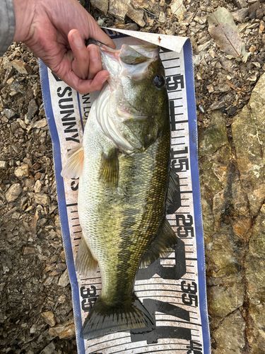 ブラックバスの釣果