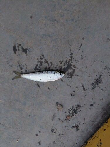 ママカリの釣果
