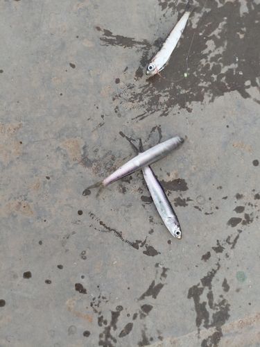 カタクチイワシの釣果