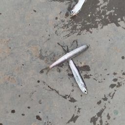 カタクチイワシ