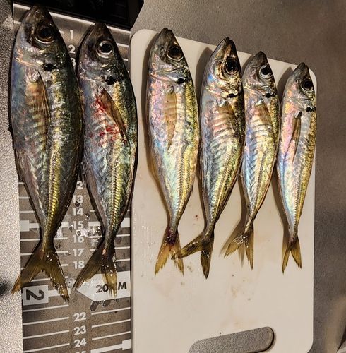 マアジの釣果