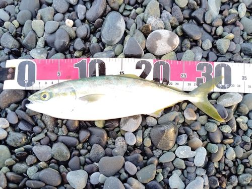 ワカシの釣果