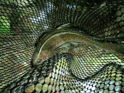 ニッコウイワナの釣果