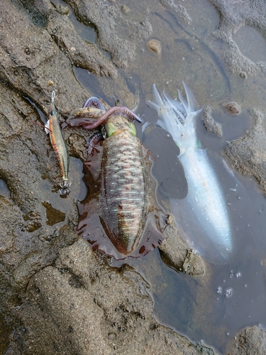 アオリイカの釣果