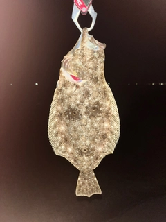 ソゲの釣果