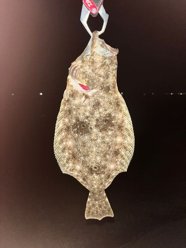 ソゲの釣果
