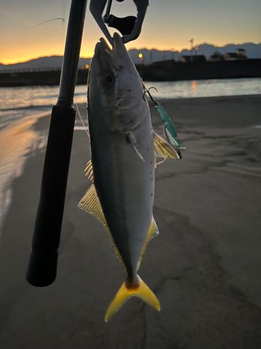 ワカシの釣果