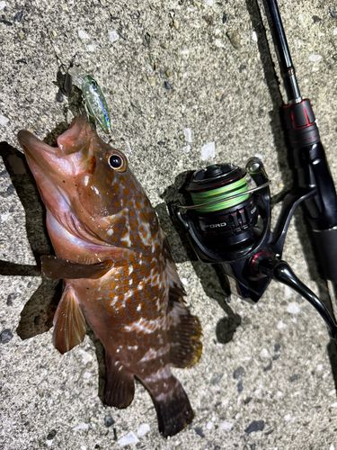 キジハタの釣果