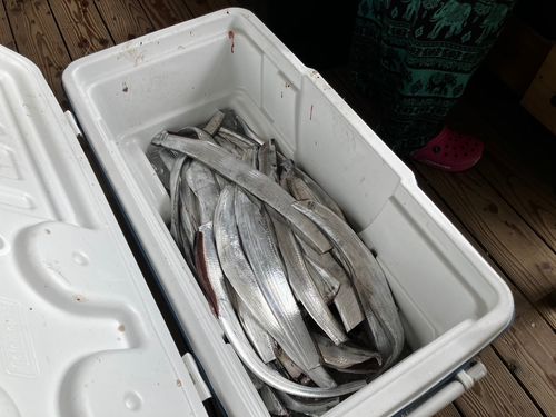 タチウオの釣果