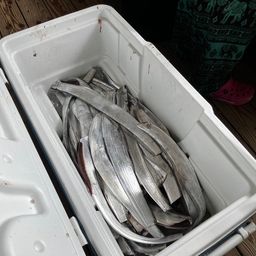 タチウオ