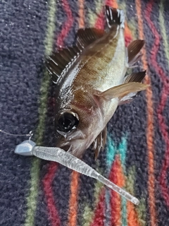 アカメバルの釣果