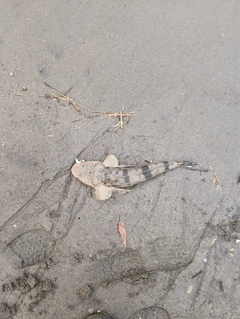 コチの釣果