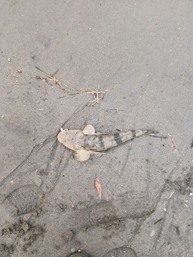 コチの釣果