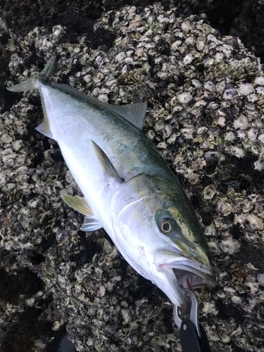 ブリの釣果