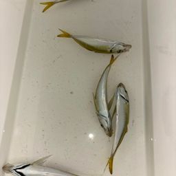 アジ