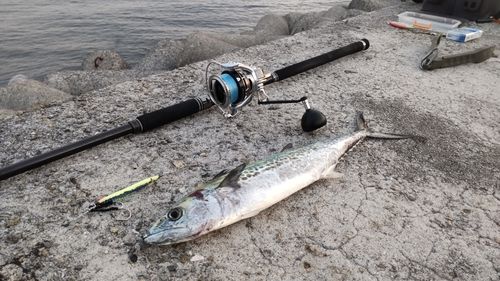 サゴシの釣果
