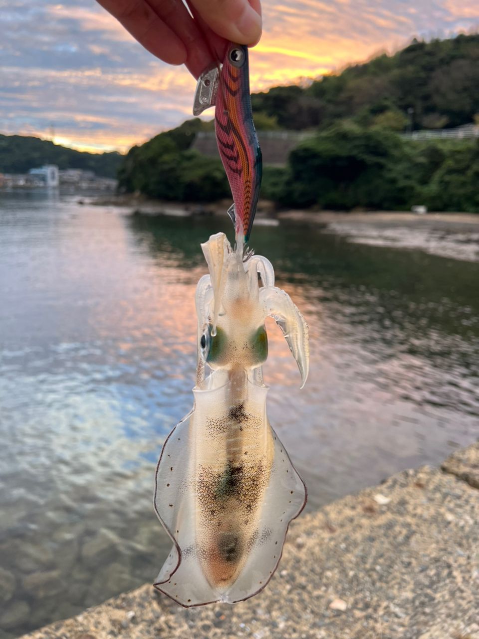 アオリイカ