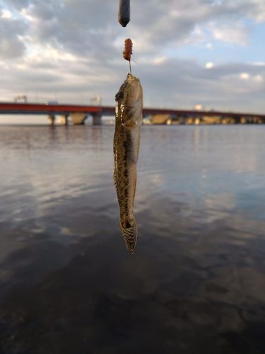 ハゼの釣果