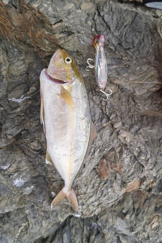シオの釣果