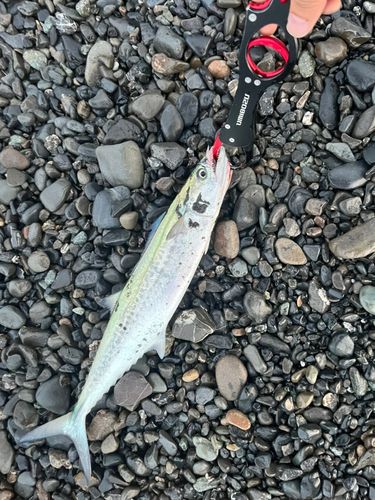 サゴシの釣果