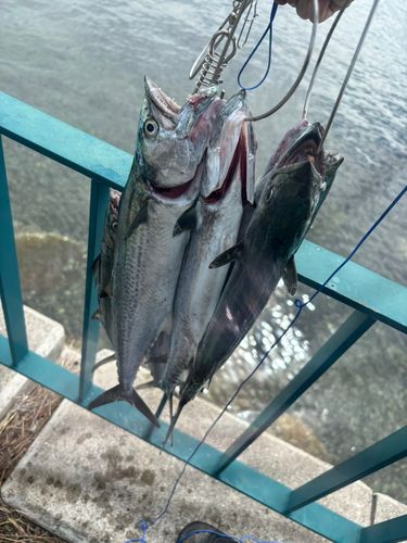サゴシの釣果