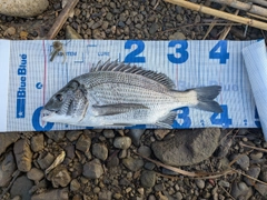 クロダイの釣果