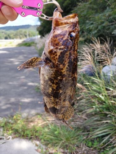 ベッコウゾイの釣果