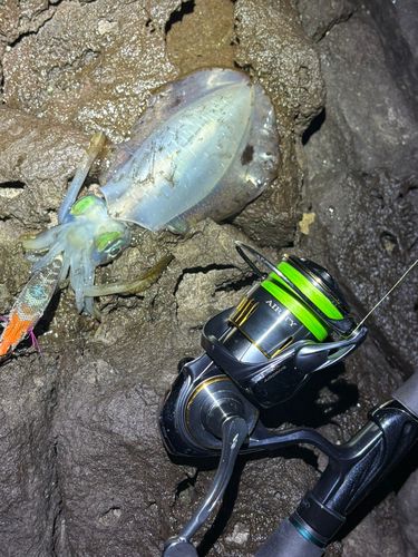 アオリイカの釣果