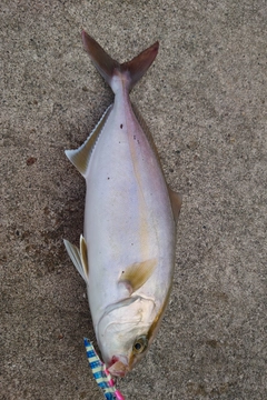シオの釣果