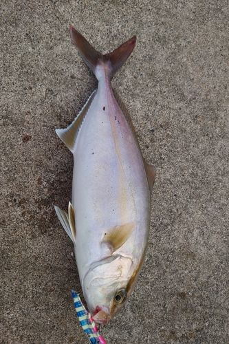シオの釣果