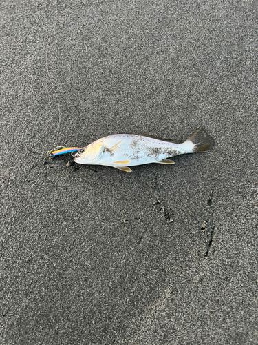 ニベの釣果