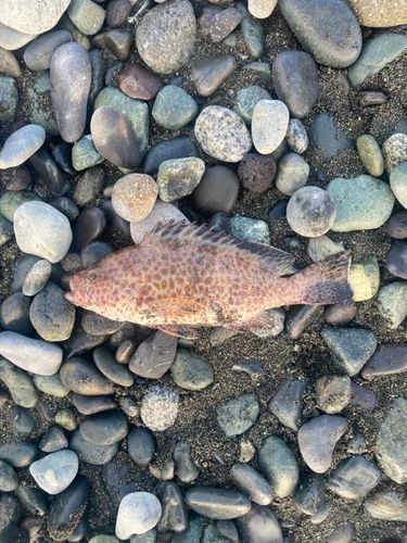 オオモンハタの釣果
