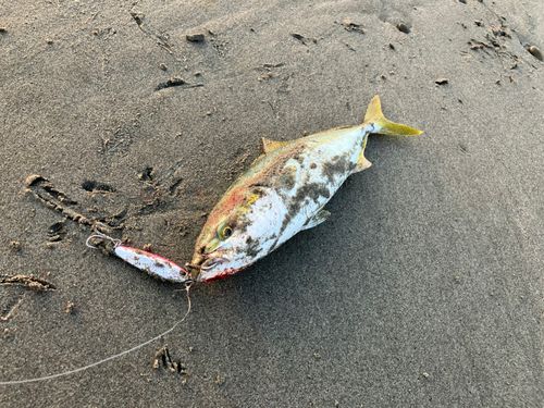 ツバスの釣果