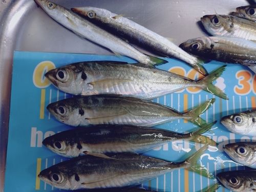 アジの釣果