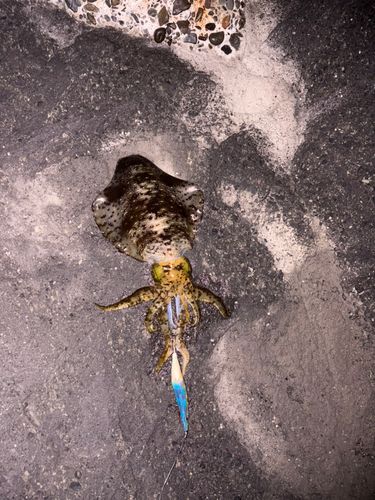 南房総
