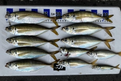 アジの釣果