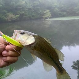 ブラックバス